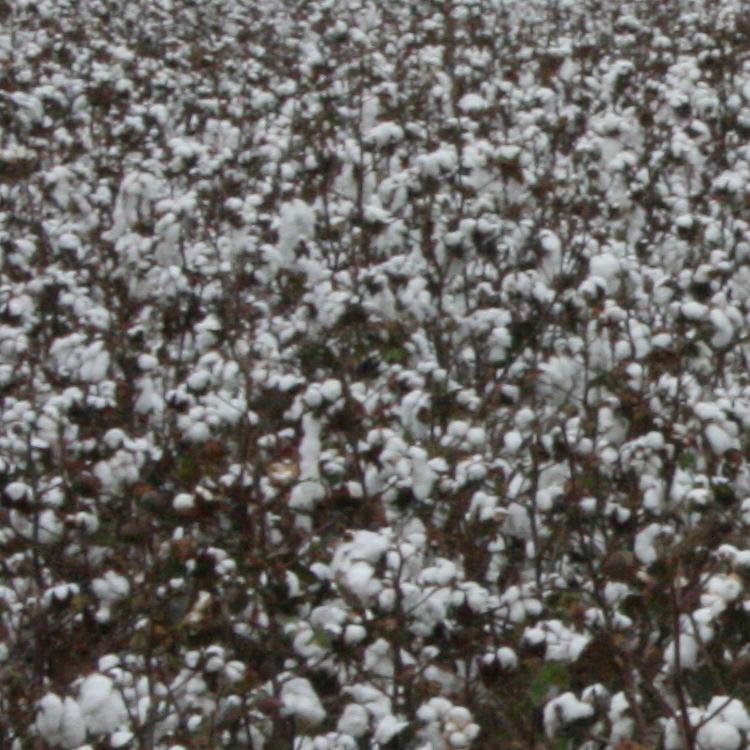 Georgia Cotton Commission in time of transition